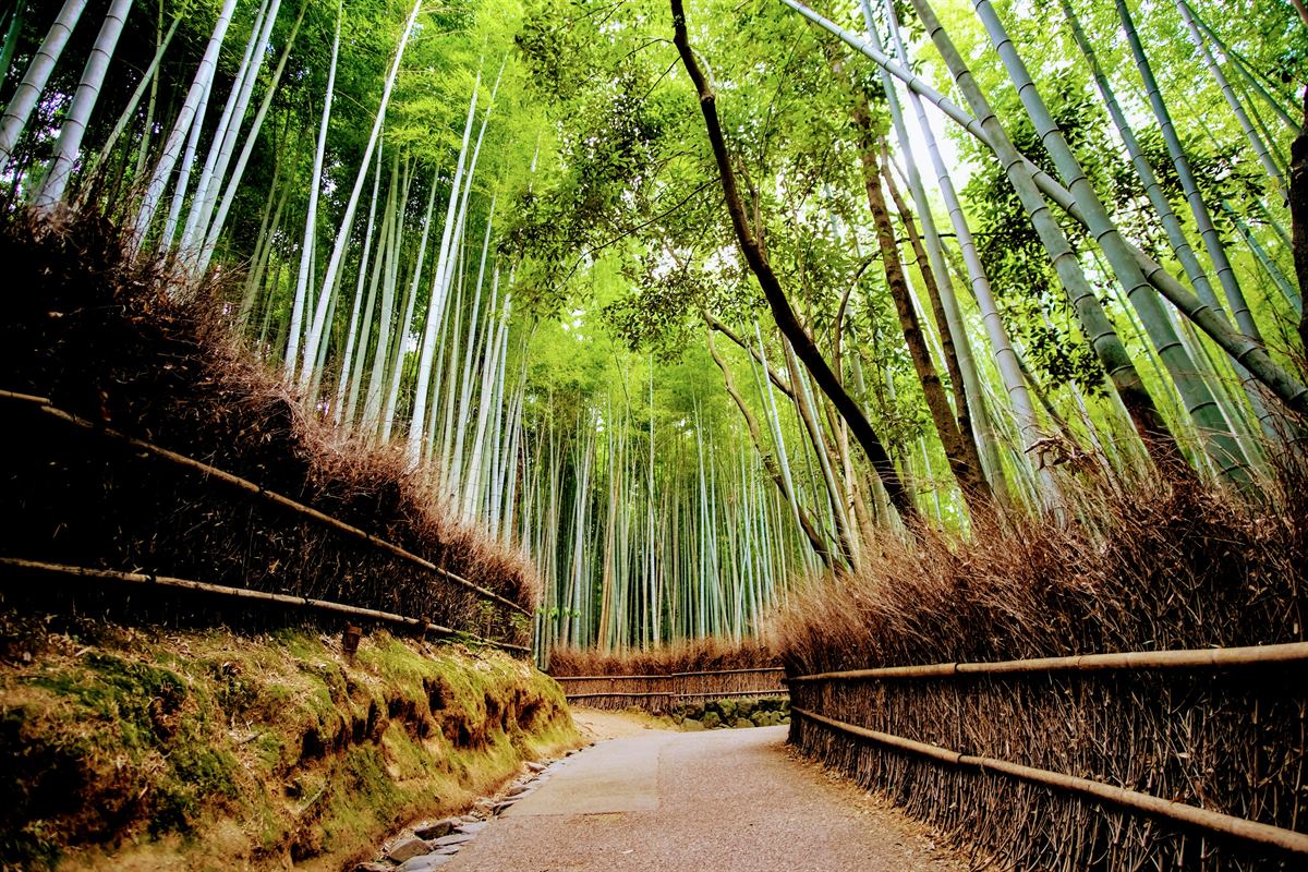 Jardín Kenroku-en en Kanazawa con estanques y pinos tradicionales