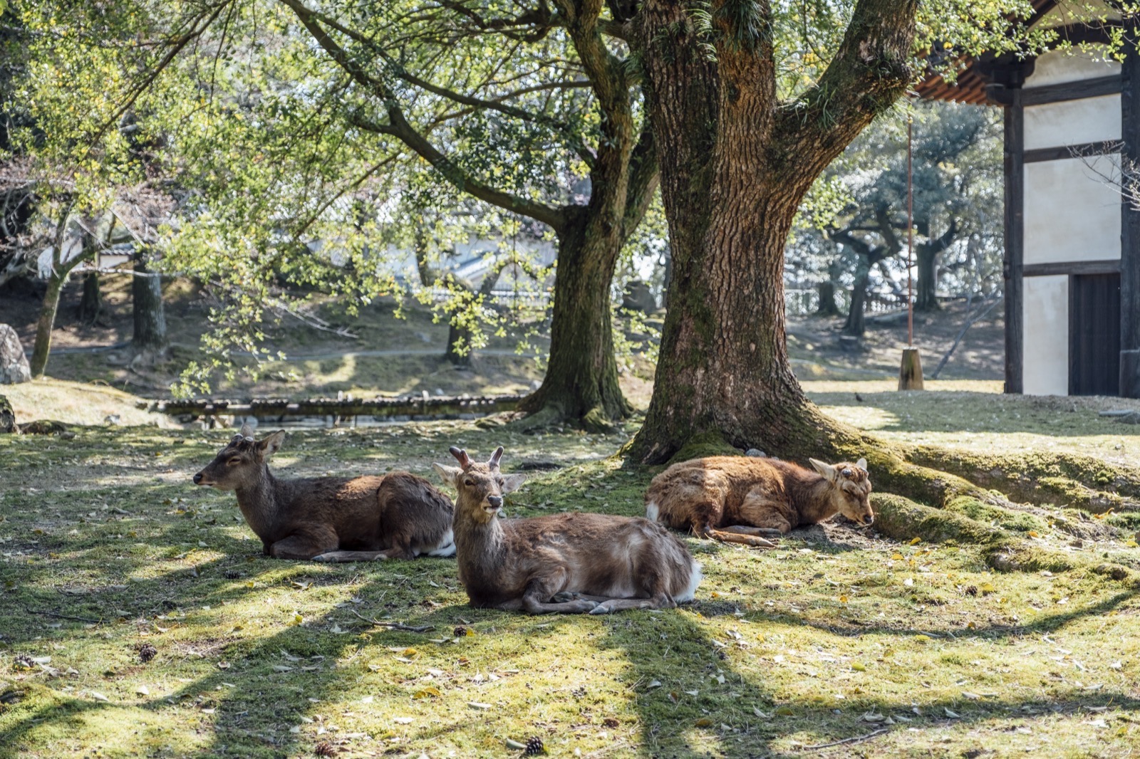 Ciervos sagrados paseando frente al templo Tōdai-ji en Nara